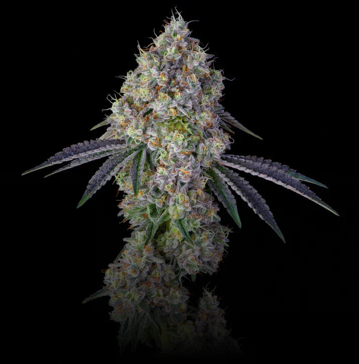 Zelato Hybrid Cannabis Flower