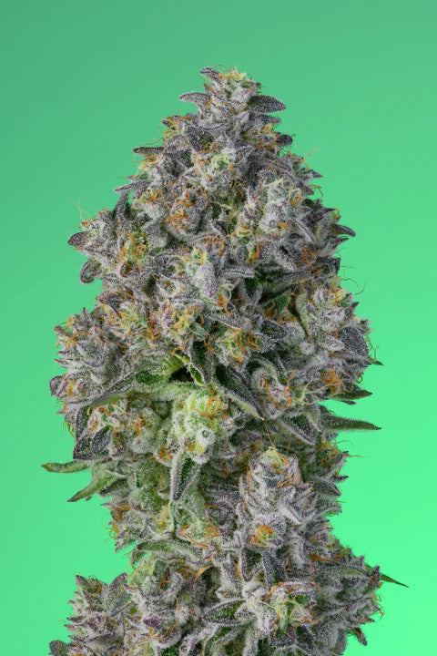Zelato Hybrid Cannabis Flower