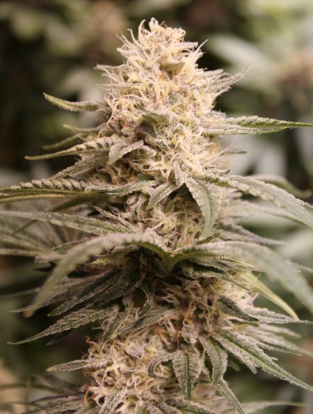 Monster Zkittles Indica Hybrid Cannabis Flower