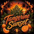 Tangerine Sunset (HH)