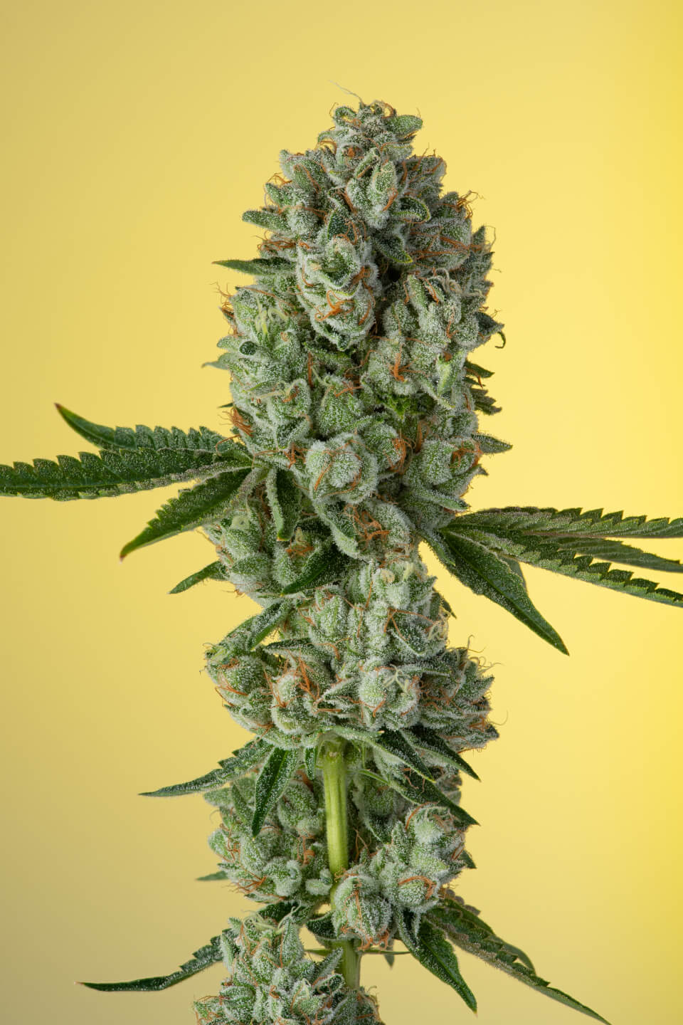Cream Soda Indica Hybrid Cannabis Flower