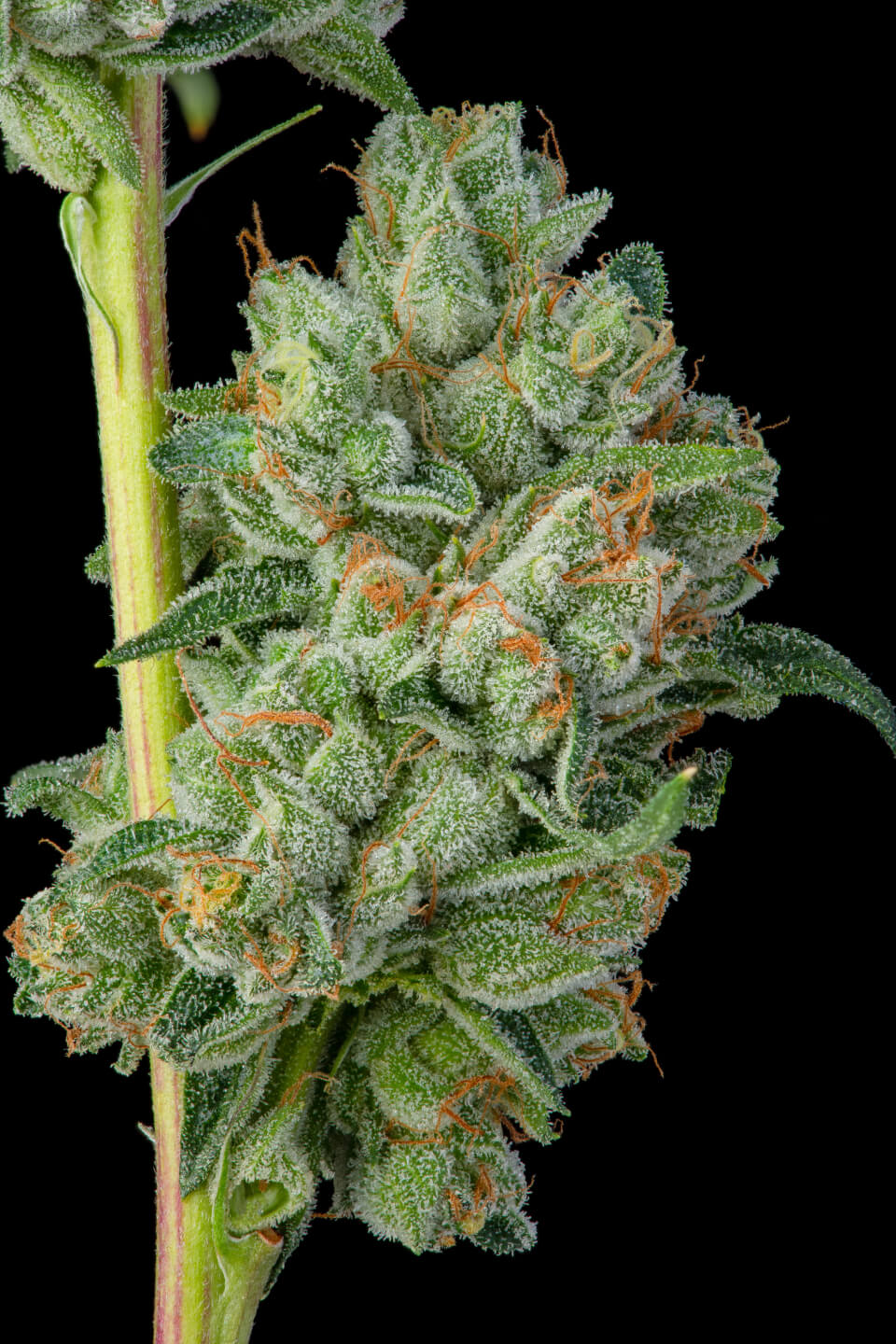 Monster Zkittles Indica Hybrid Cannabis Flower