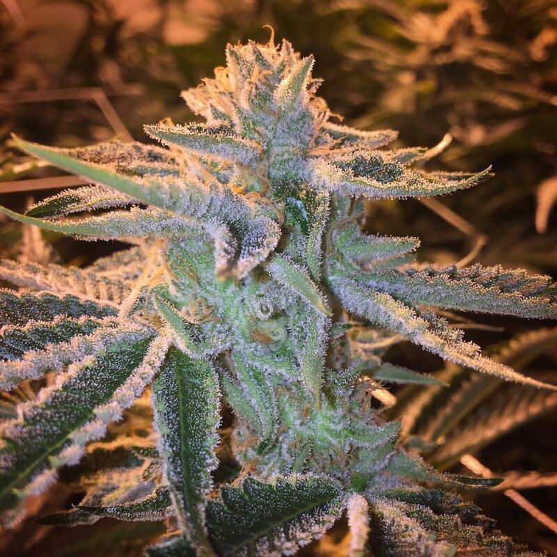 Pink Cookies Hybrid Cannabis Pre-Rolled (1.3grams)