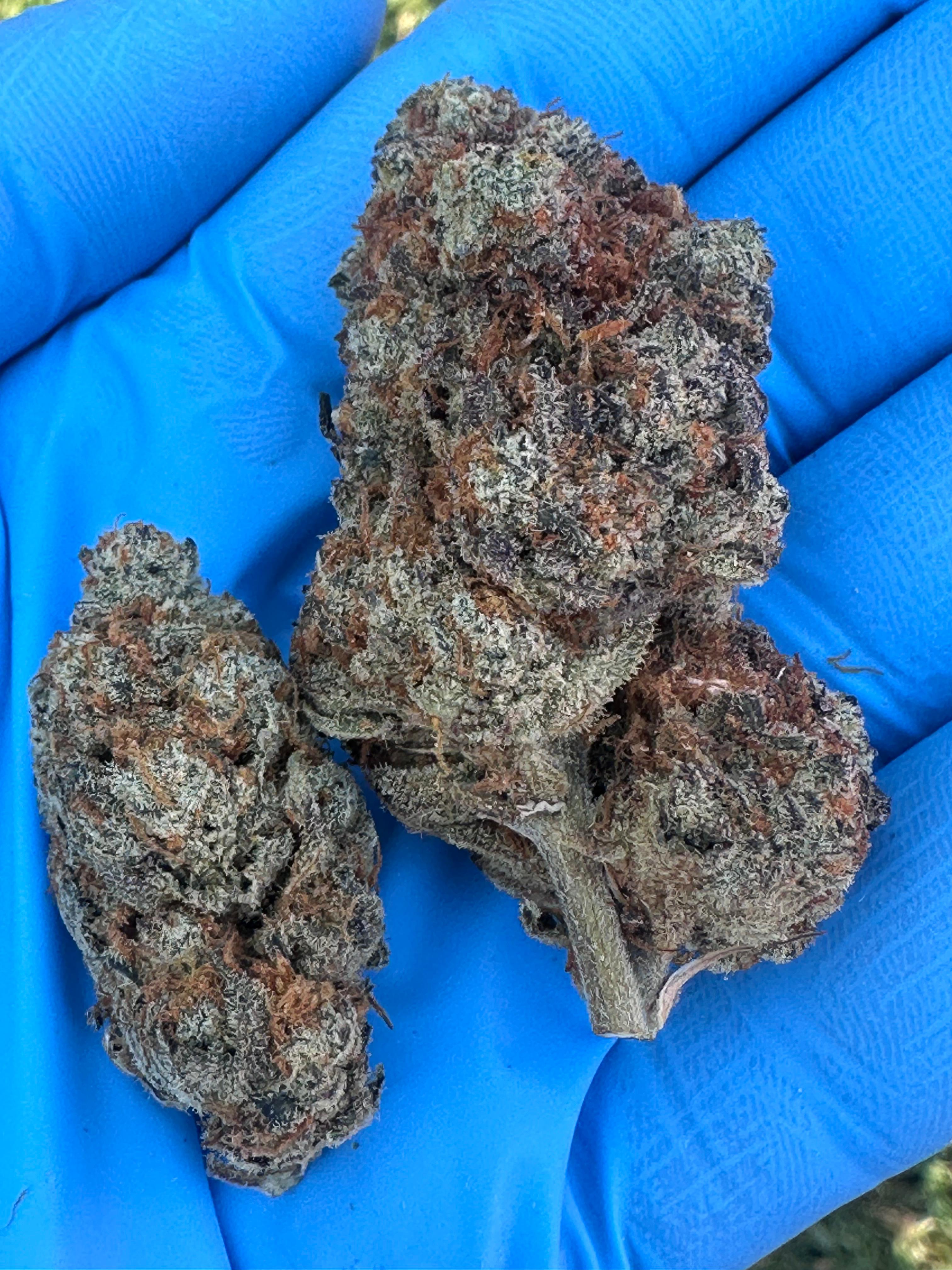 Zelato Hybrid Cannabis Flower