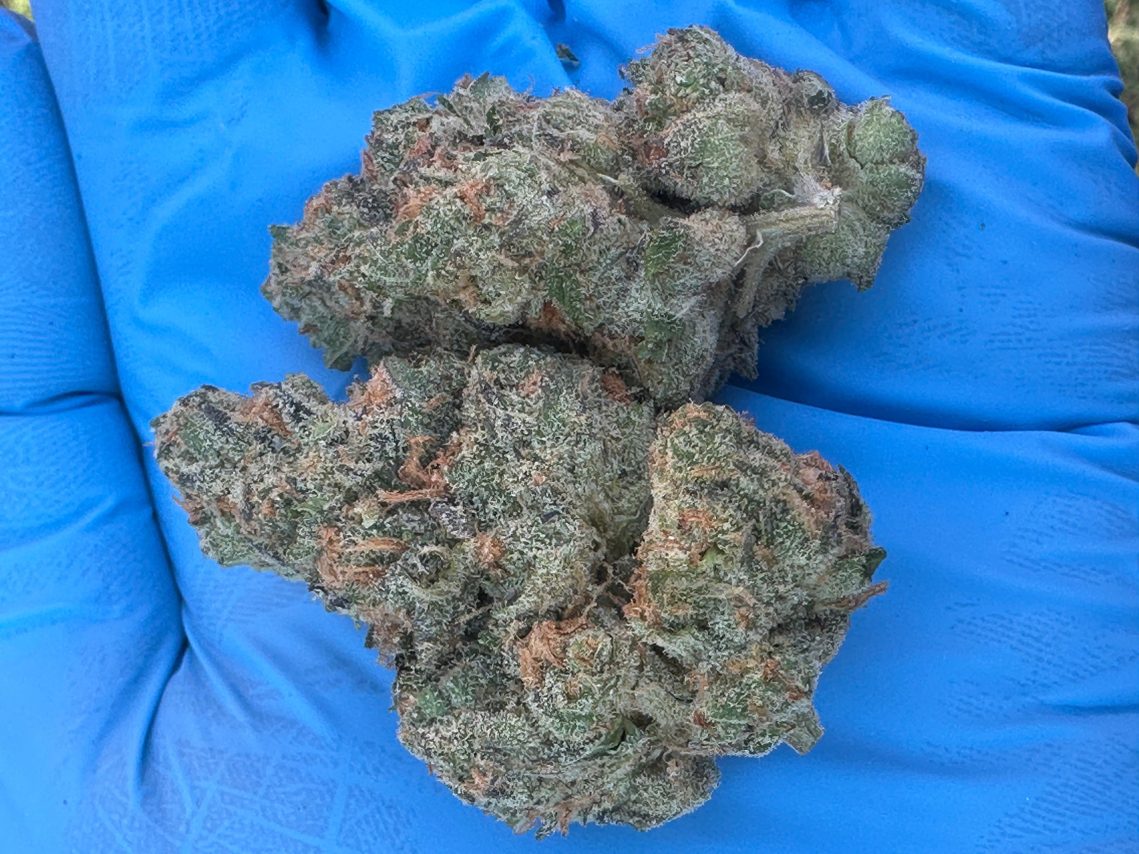 Zelato Hybrid Cannabis Flower