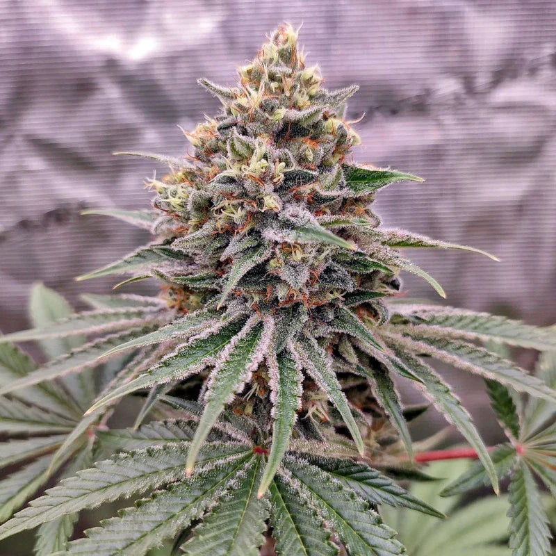 Blue Zushi Indica Hybrid Cannabis Flower